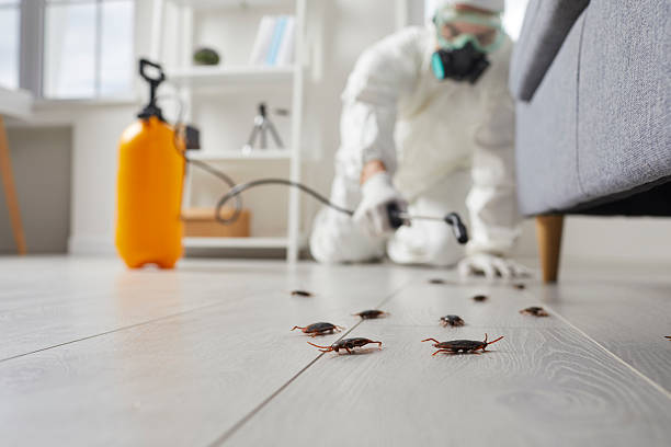 Trusted Cockroach Control service in Atlantic Beach, NC - Nex Pest Control